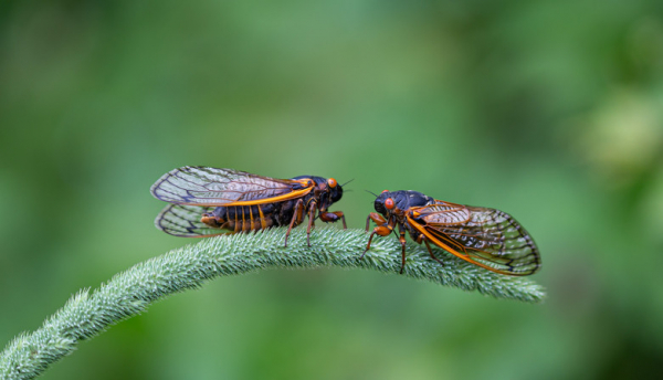 The cicadas are here: How’s your appetite?